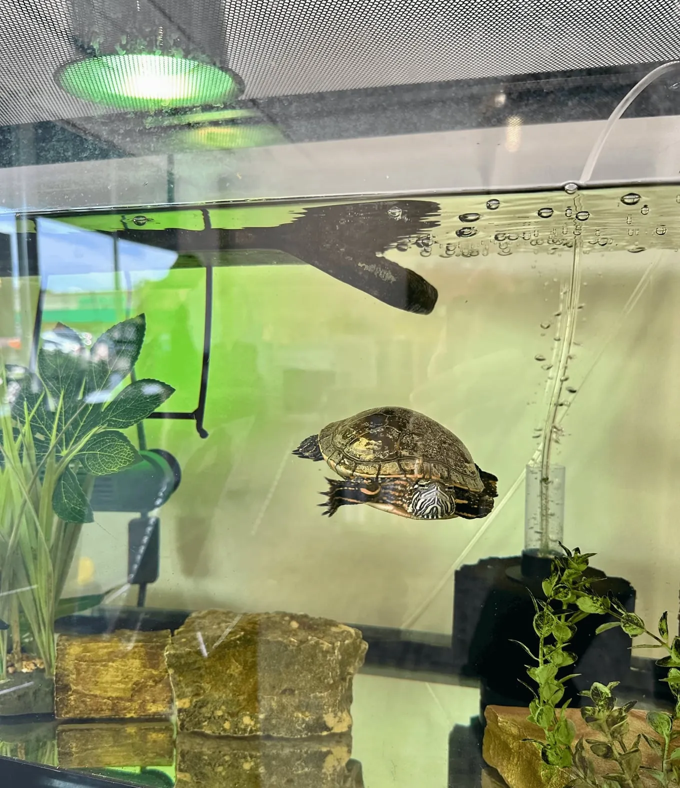 Lily the turtle swimming in her tank under a green lamp at Book Bin